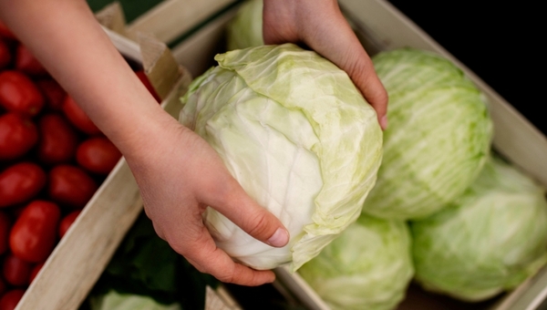 Секрет, как выбрать самую лучшую капусту для квашения