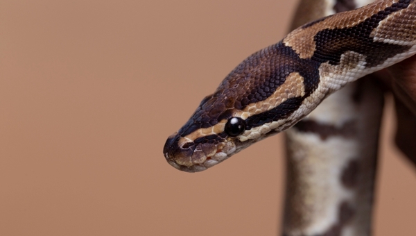 У ребёнка в Подмосковье изъяли коллекцию смертельно опасных питомцев