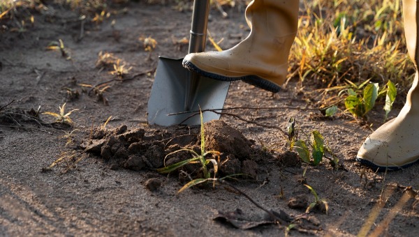 Ситноптик рассказал, когда в мае-2026 лучше планировать посадку картошки