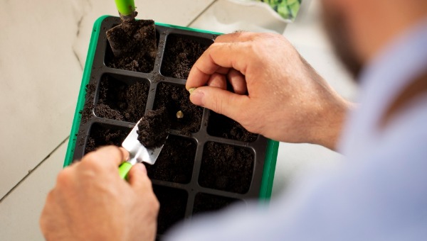 Наши предки сеяли капусту на рассаду только в этот день — урожай радовал