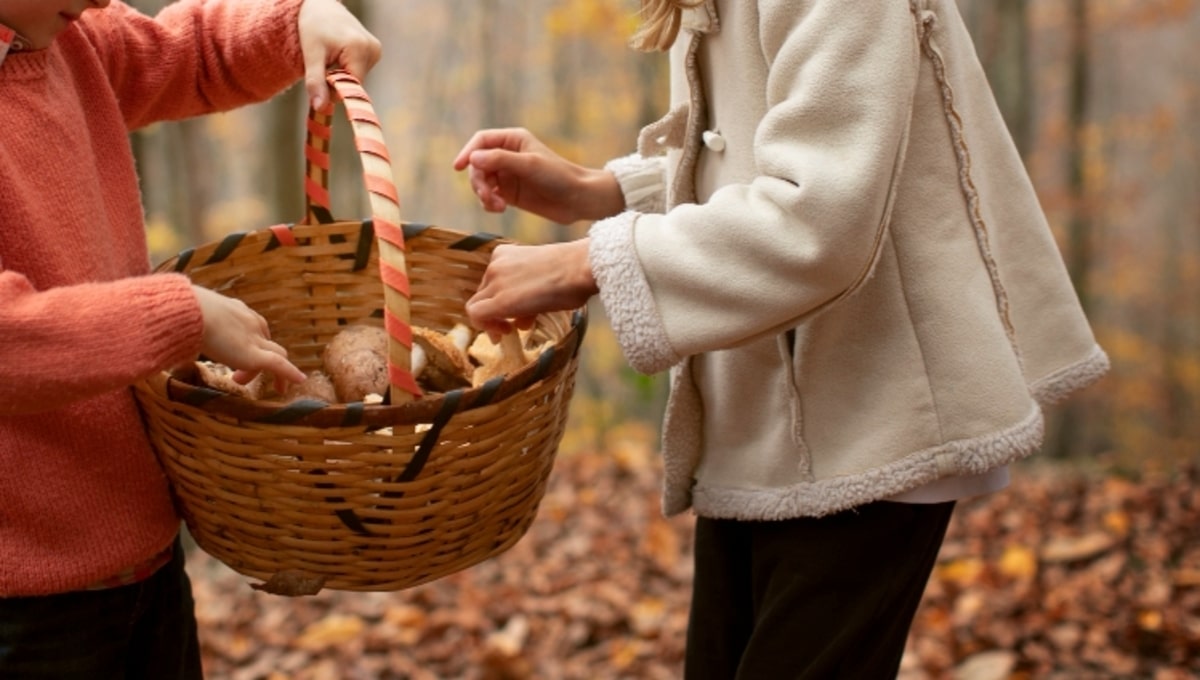 Какие съедобные грибы до сих пор несут из леса в Подмосковье