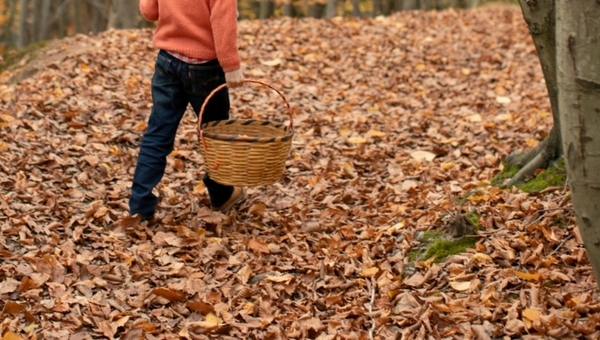Фантастика! Эти летние грибы пакетами стали собирать в Подмосковье