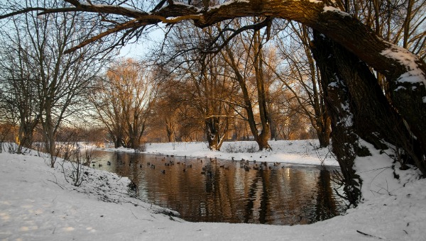 Весеннее тепло до +3 и дождь прогнозируются в этот день в Подмосковье
