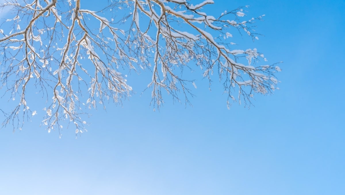 Погодный сюрприз на этой неделе! Синоптики пообещали жителям Подмосковья красоту