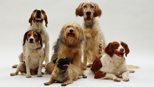 Девять тысяч собак соберут в одном месте Подмосковья