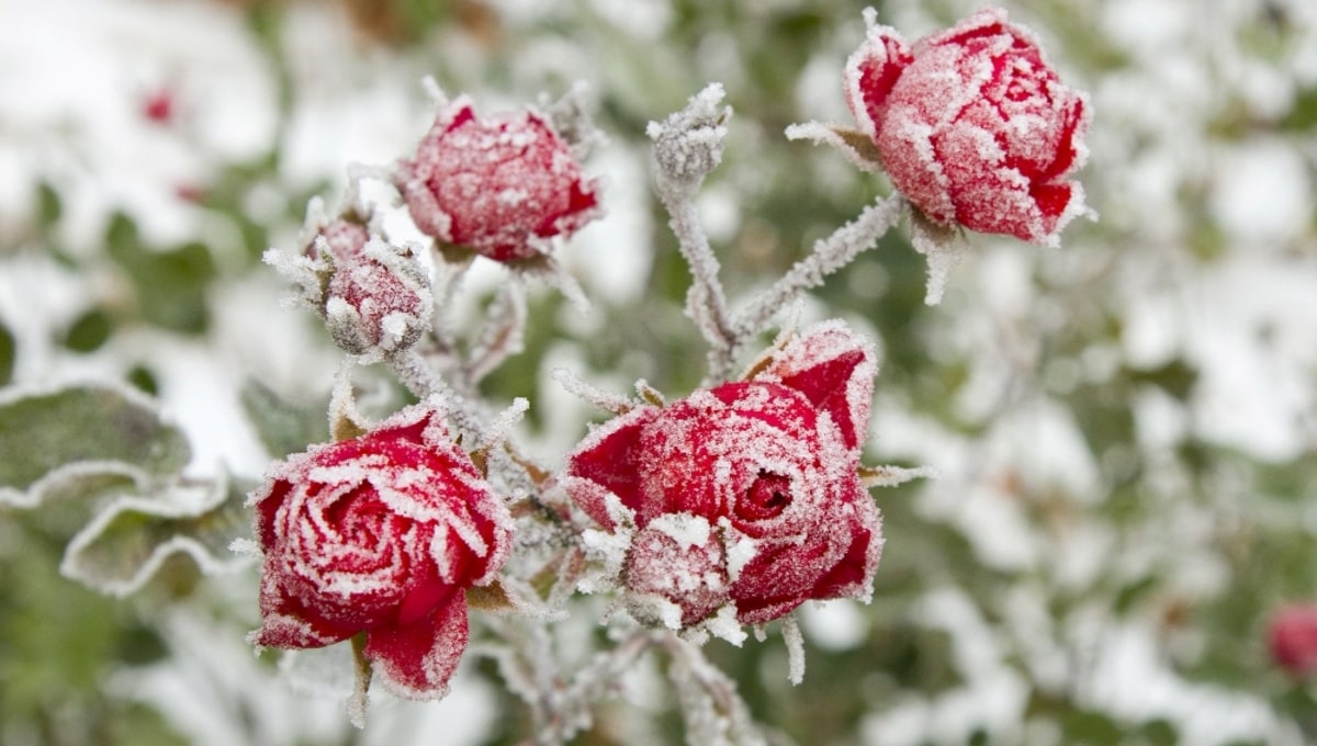 Когда придёт подходящее время для укрытия роз на зиму