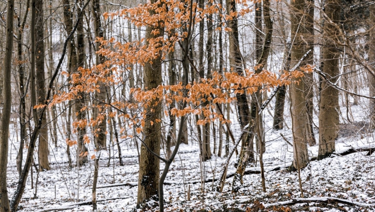 Снег в Подмосковье — грибам не помеха. Люди шокировали находками
