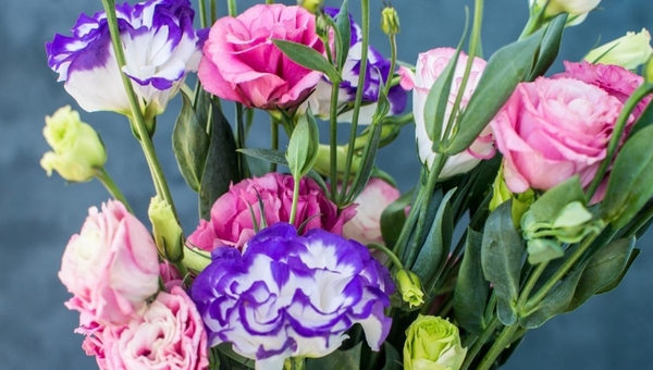 В декабре или никогда! Этот изумительный цветок начинают сеять на рассаду уже сейчас