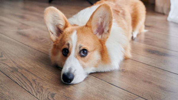 Какое наказание постигло женщину, выбросившую корги в мусорный бак в Подмосковье