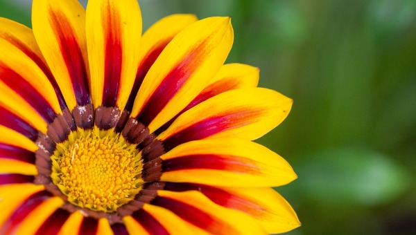 Этот цветок станет солнышком на клумбе. А сеять его нужно до начала марта