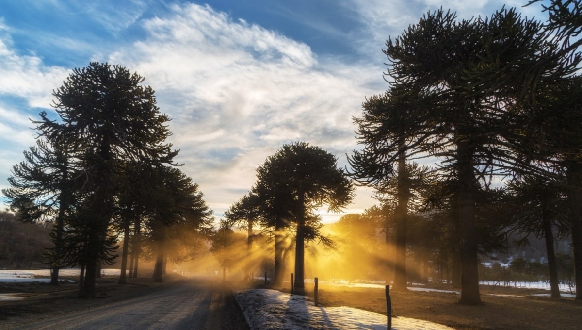 Долгожданную природную радость обещал синоптик Шувалов Подмосковью