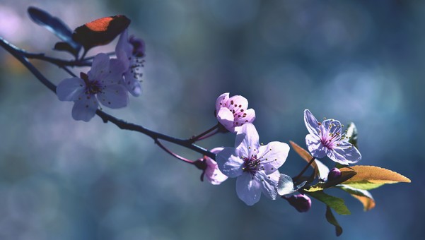 Запах весны придёт в Подмосковье к этому сроку