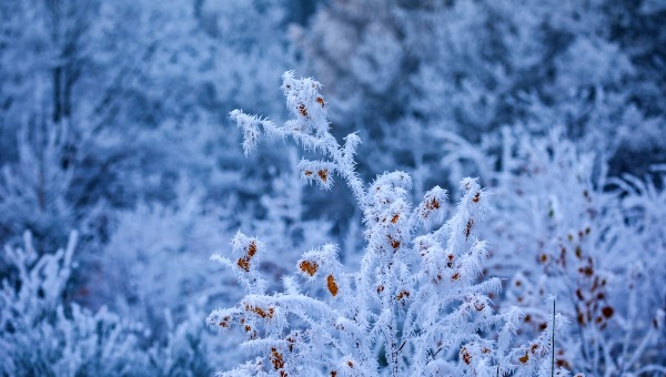 Где в Подмосковье минувшей ночью было холодней всего