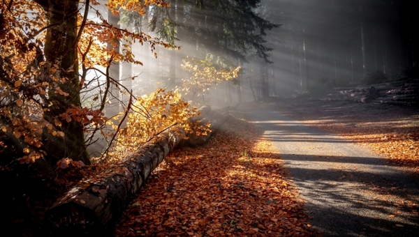 Магическая погодная примета на 1 ноября покажет, какой будет весна-2026