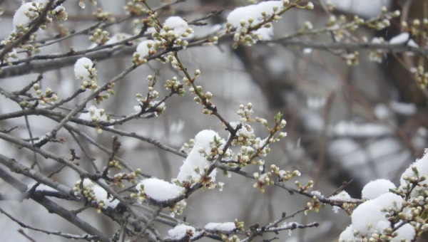 Когда в Подмосковье вернутся снегопады