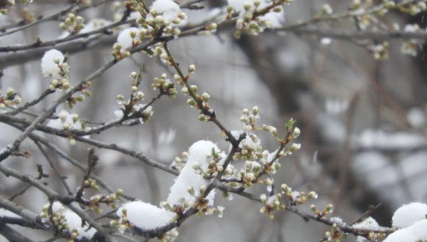 Редкие растения в старейшем ботаническом саду Москвы пострадали от снегопада