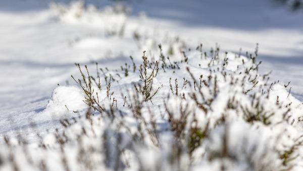 Снежный покров вернётся в Подмосковье в эти дни