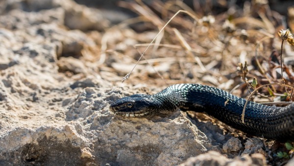 Спасатели Подмосковья предупредили о нетипичном поведении змей этой весной