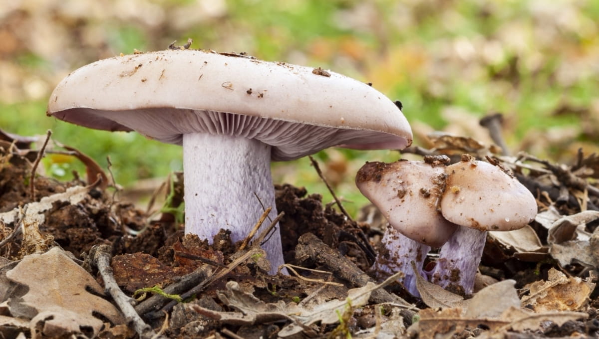 Сезон вкусных осенних грибов набирает обороты в Подмосковье