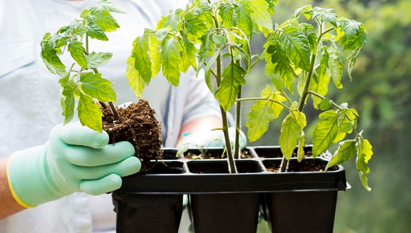 Урожай на миллиард — в какие дни лунного календаря заниматься рассадой весной-2026