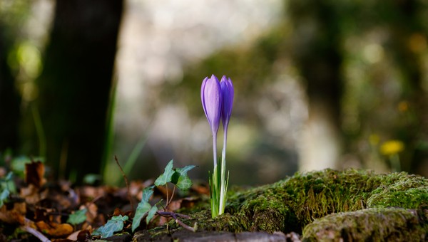 К этому моменту от снега в Подмосковье не останется и следа