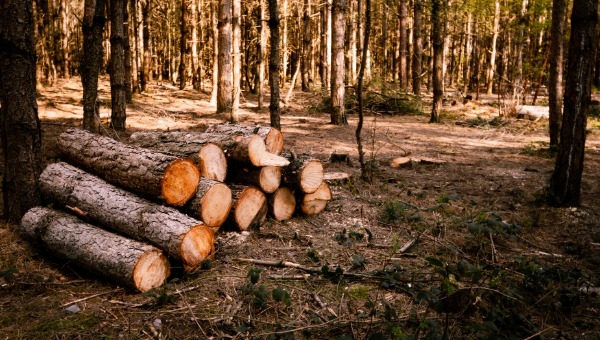 На юге Подмосковья в нескольких местах начали рубить лес