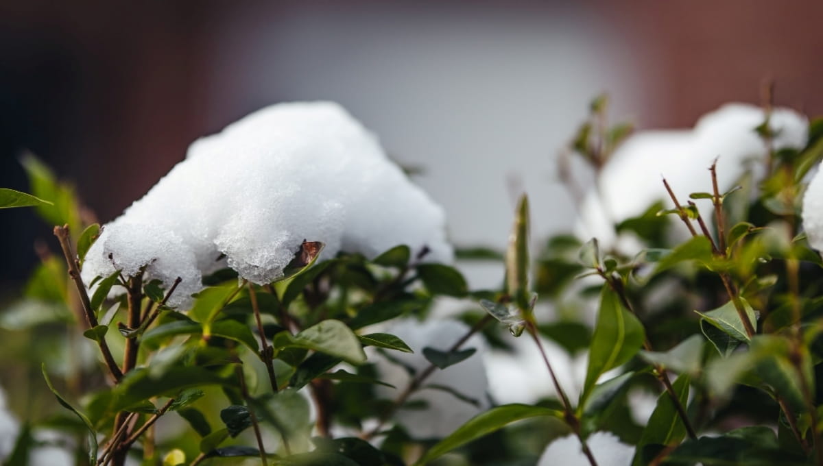 В России со дня на день может пойти первый снег