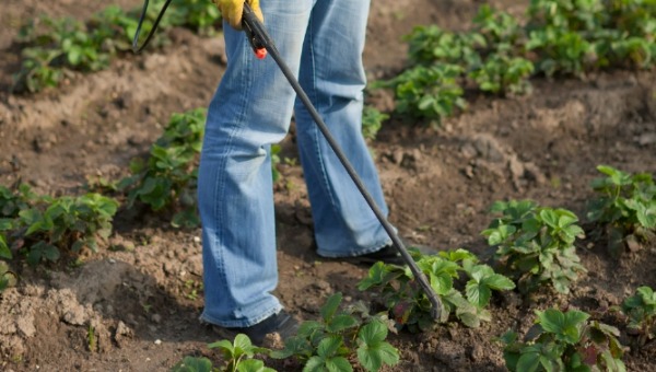 Клубнике весной нужна эта простая обработка