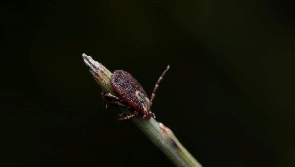 Счёт укушенных клещами в Подмосковье пошёл на десятки