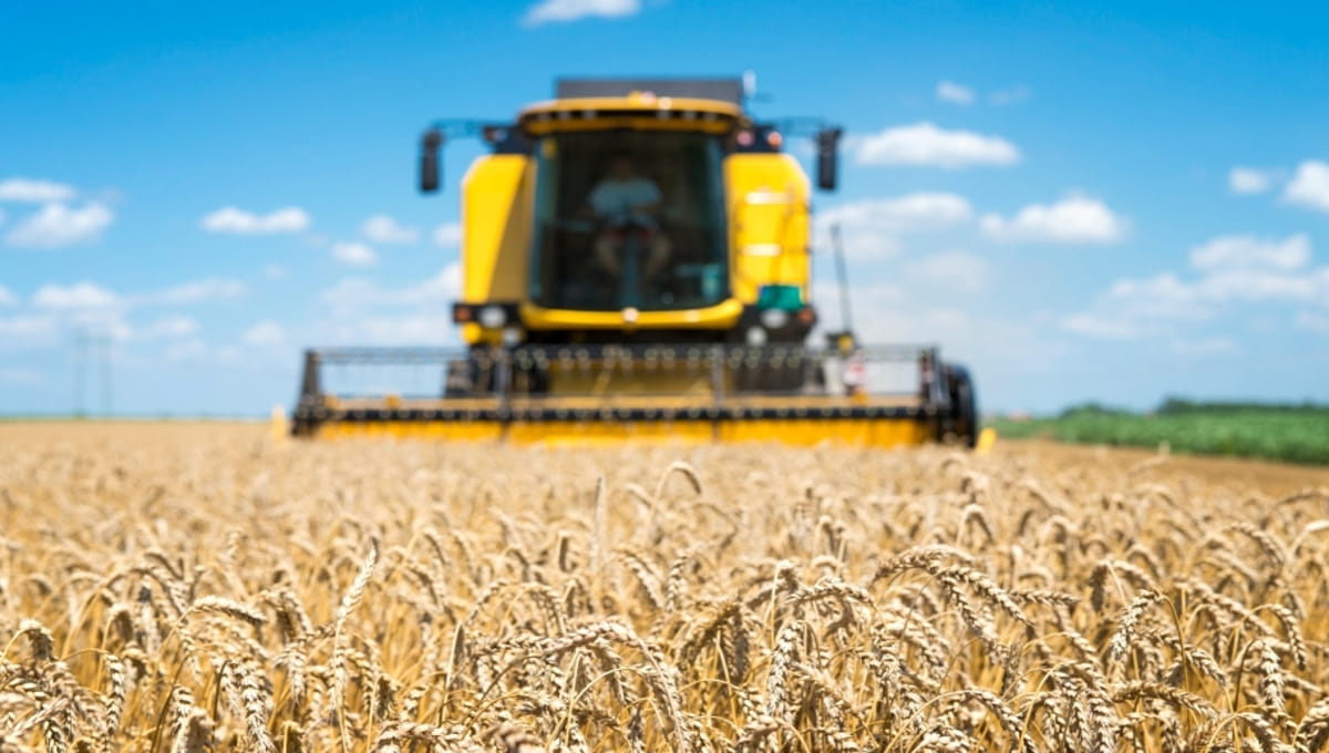 В Подмосковье урожай пшеницы в этом году удивил специалистов