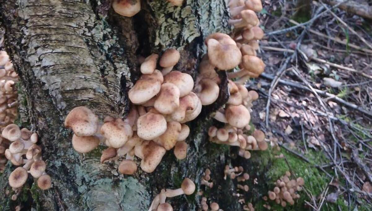 «Бежали из леса с закрытыми глазами» — грибники из Подмосковья поделились эмоциями