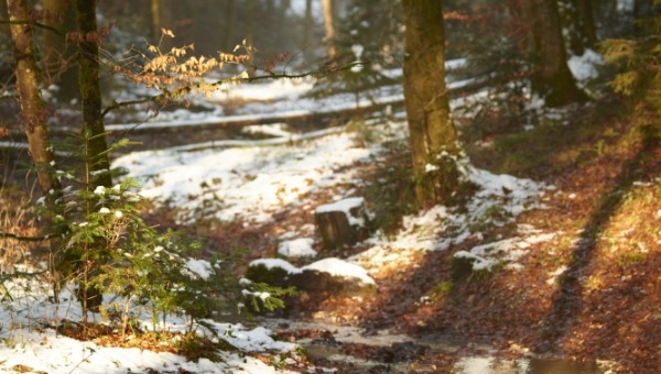 Первые съедобные грибы начали находить в Подмосковье