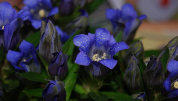 Этот многолетний цветок — настоящий синий бархат на вашей клумбе