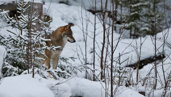 В Комлесхозе высказались о предполагаемом нашествии волков в Подмосковье