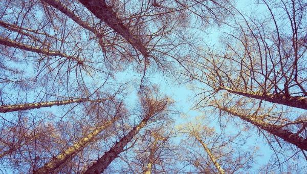 В Подмосковье начался сбор ценного лесного дара