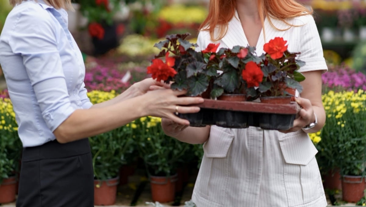 Садовый центр в Подмосковье продавал растения с опасными вредителями