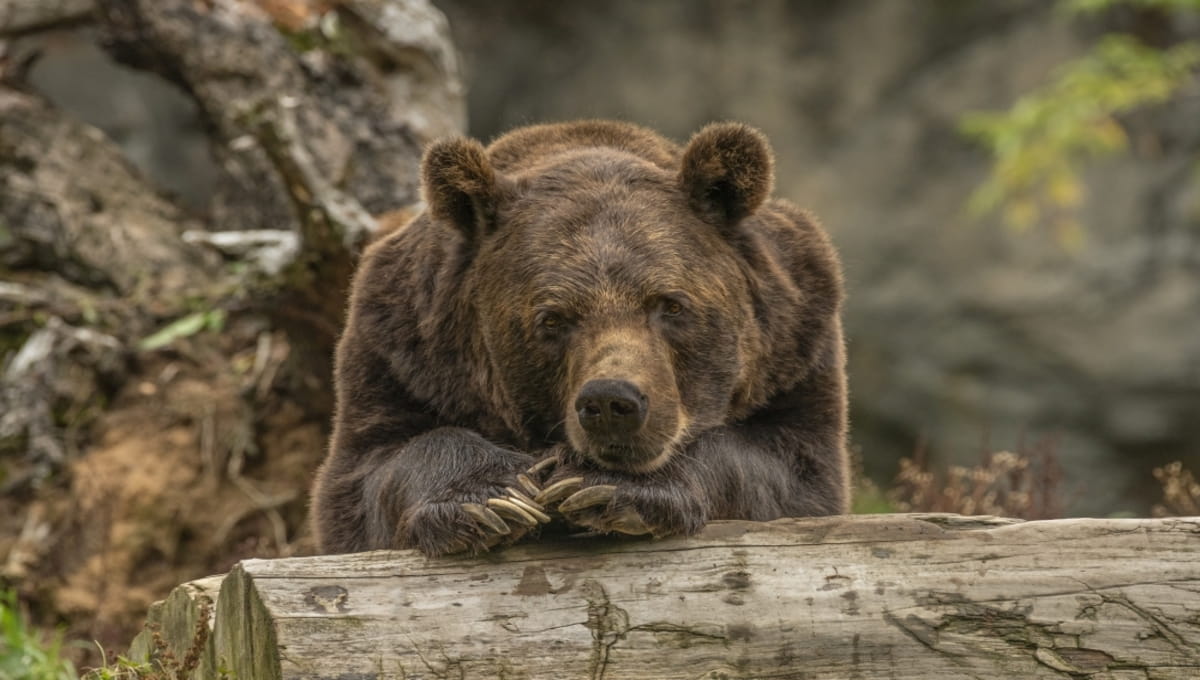 В Подмосковье мужчина насмерть сбил бурого медведя на трассе