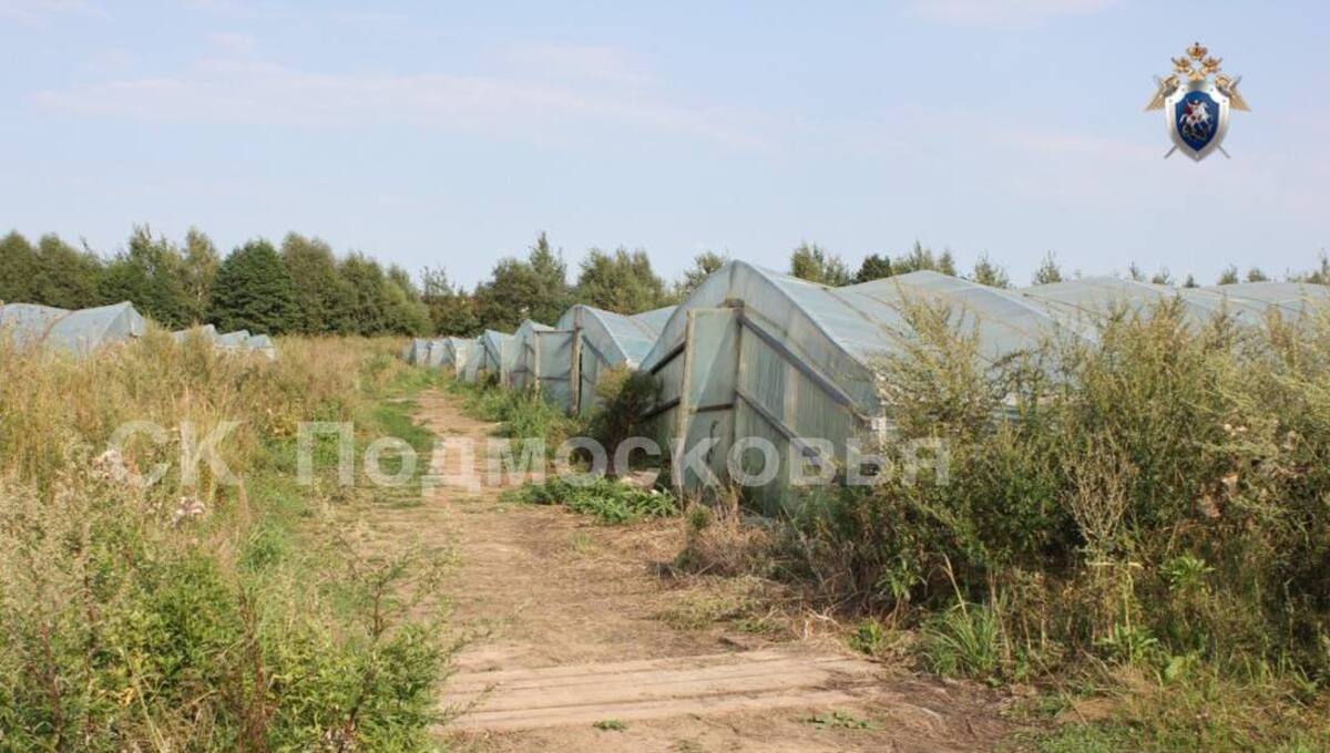 Жестокое тройное убийство в теплицах раскрыто в Подмосковье