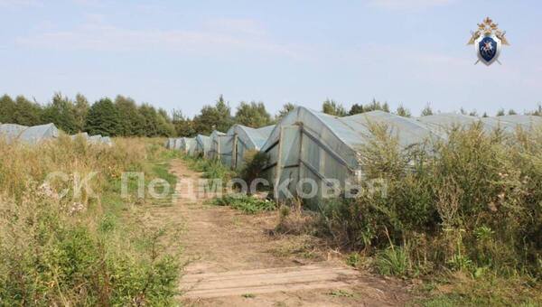 Жестокое тройное убийство в теплицах раскрыто в Подмосковье