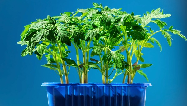 Когда сеять томаты на рассаду в феврале 2026