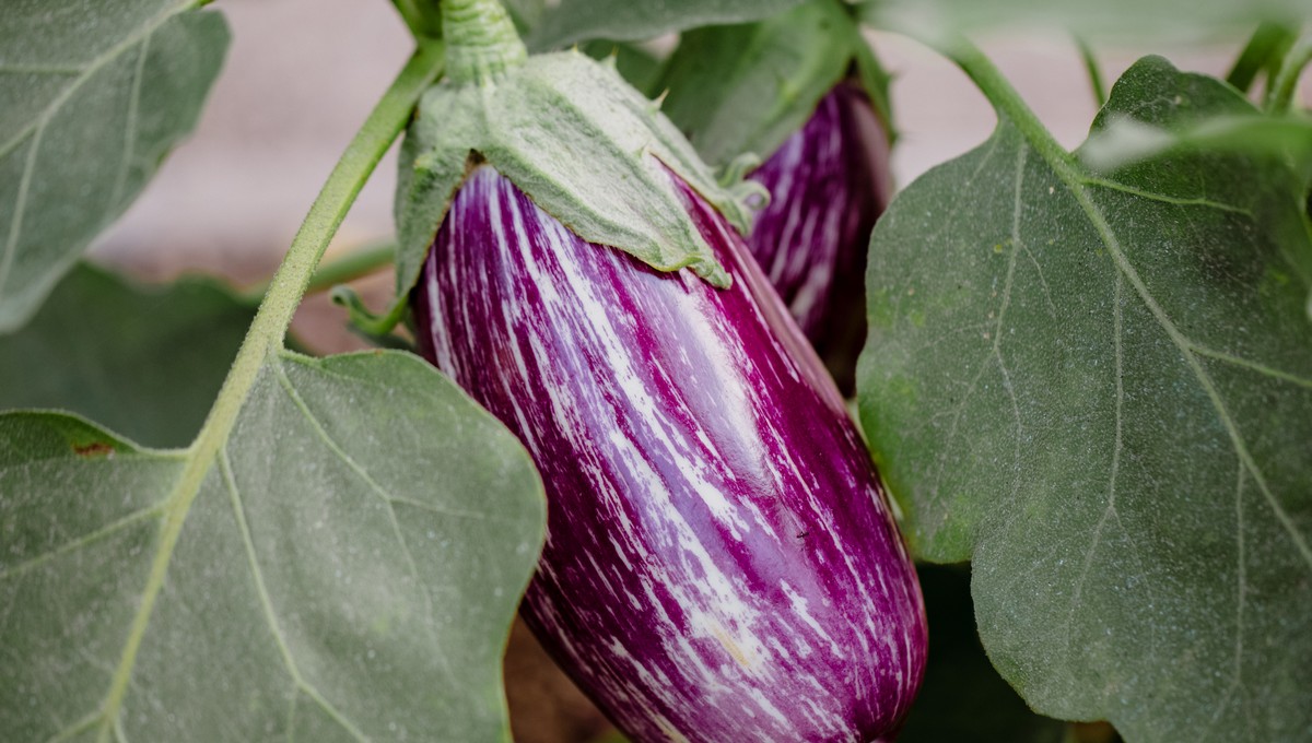 Лучшая подкормка для вкуса баклажанов в августе — всего 1 ложка препарата и 10 литров воды