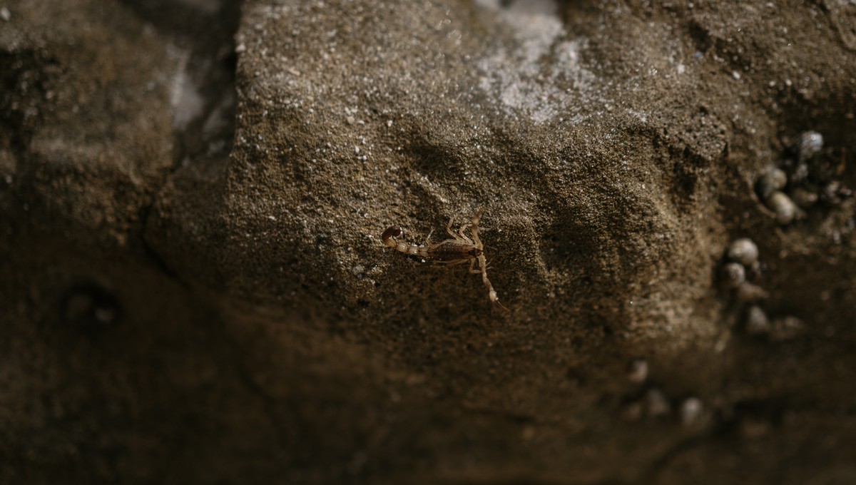 Дачники в ужасе: земля в Подмосковье кишит этими существами