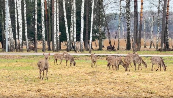 Самые красивые лесные гости неожиданно вернулись на биостанцию в парке «Лосиный остров»
