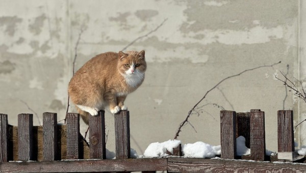 Синоптики удивили прогнозом на вторую половину марта в Москве и Подмосковье