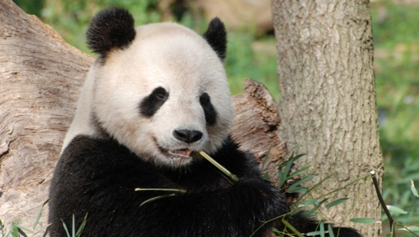 Больше никаких панд! Китай срочно отзывает уникальных животных назад