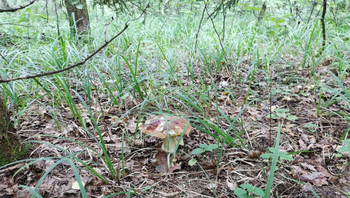 В этих округах Подмосковья уже сейчас — тьма белых грибов