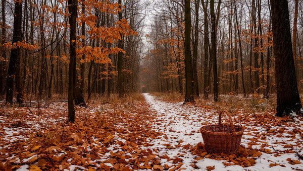 Эти удивительные грибы всё ещё собирают в Подмосковье