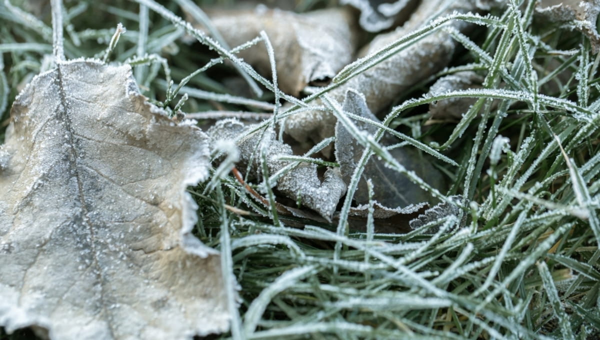 В Подмосковье зафиксирована очень низкая ночная температура