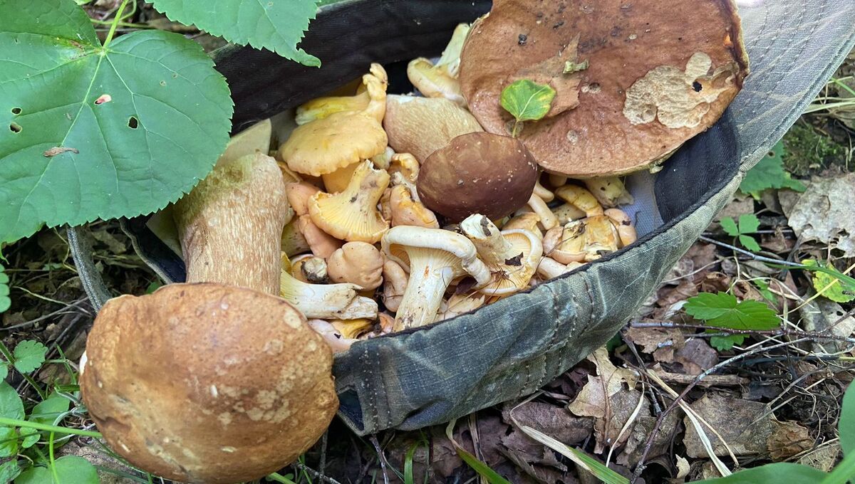Что происходит с грибами в Подмосковье с наступлением похолодания