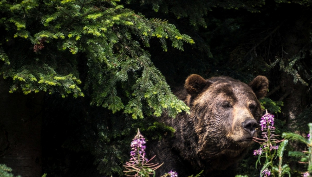 В подмосковном селе видели возбуждённого бурого медведя